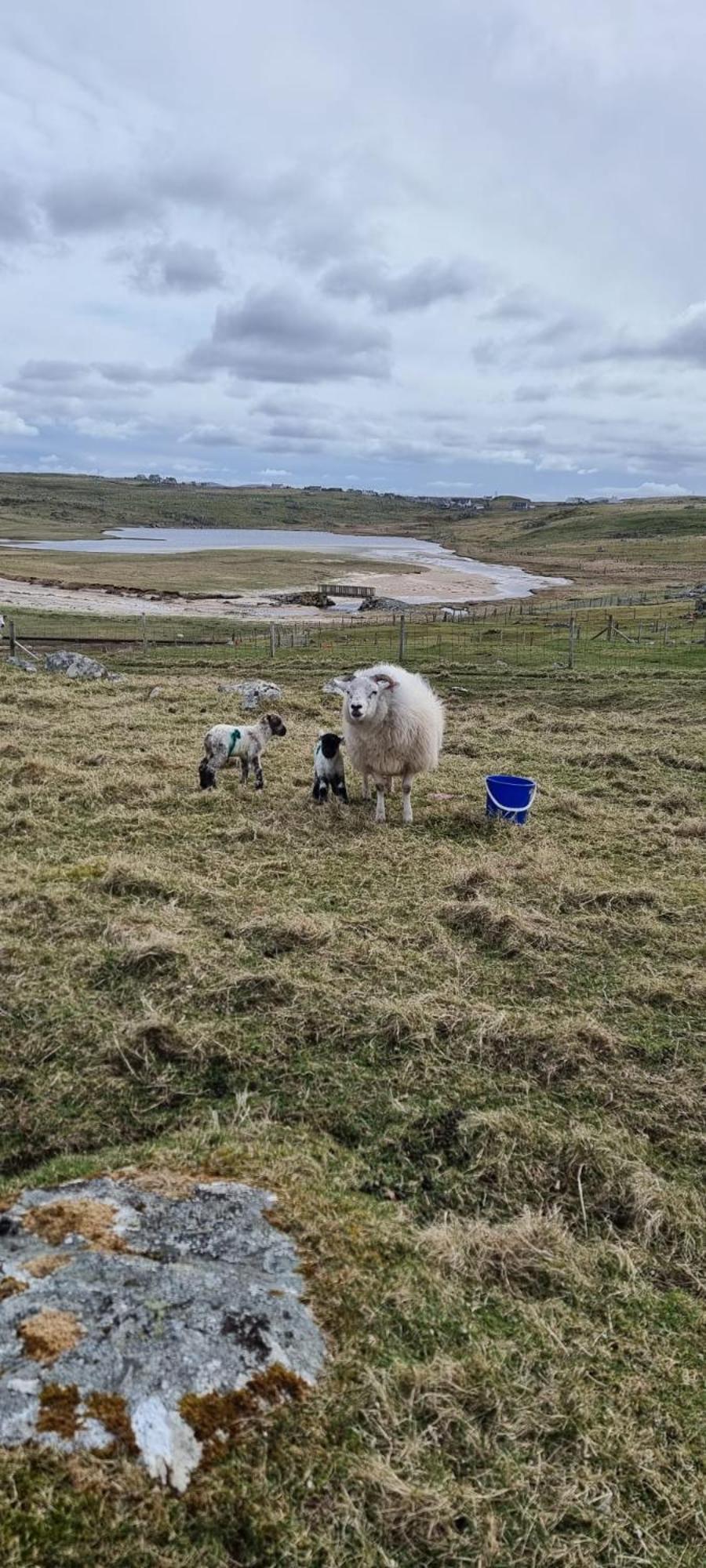 Squealing Pig Bothy Villa Barvas Luaran gambar